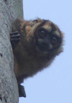 The Andean Night Monkey, photo from Christian Artuso