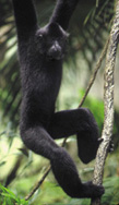 The Black Gibbon