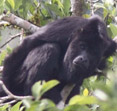 The Howler Monkey photo from Christian Artuso