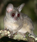 The Senegal Galago, photo from Christian Artuso