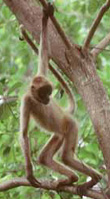 Spider Monkey